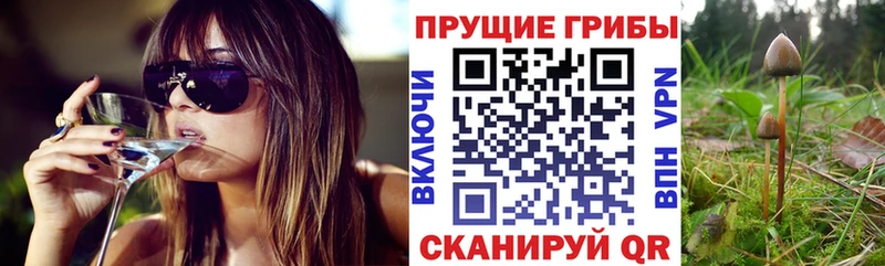 Купить  Новоржев  Псилоцибиновые грибы Magic Shrooms 